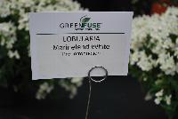 Marineland™ Lobularia White -- A Pre-introduction from GreenFuse Botanicals Spring Trials, 2016.