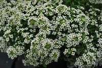 Marineland™ Lobularia White -- A Pre-introduction from GreenFuse Botanicals Spring Trials, 2016.