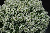 Marineland™ Lobularia White -- A Pre-introduction from GreenFuse Botanicals Spring Trials, 2016.