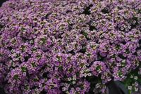 Marineland™ Lobularia Lavender -- New in 2016.