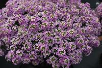 Marineland™ Lobularia Lavender -- New in 2016.