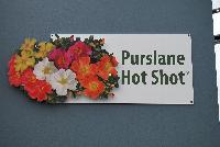 Hot Shot® Purslane  -- 
