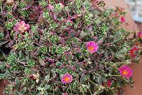 Hot Shot® Purslane Flambeau Rose -- New and Improved in 2016.