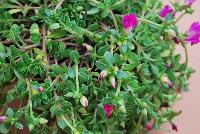 Hot Shot® Purslane Fuchsia -- New and Improved in 2016.