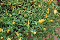 Hot Shot® Purslane Yellow -- New and Improved in 2016.