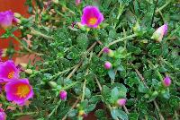 Hot Shot® Purslane Rose -- New and Improved in 2016.