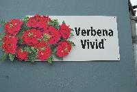 Vivid® Verbena  -- 