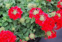 Vivid® Verbena Red -- 