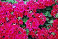 Vivid® Verbena Brilliant Rose -- 