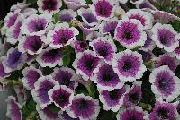 Good and Plenty® Petunia Purple Skirt -- 