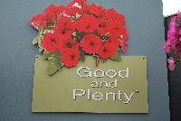 Good and Plenty® Petunia  -- 