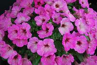 Good and Plenty® Petunia Bubblicious -- New in 2016.