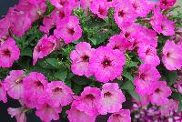 Good and Plenty® Petunia Bubblicious -- New in 2016.