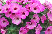 Good and Plenty® Petunia Bubblicious -- New in 2016.