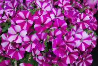 Good and Plenty® Petunia Pink Star -- New in 2016.