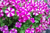 Good and Plenty® Petunia Pink Star -- New in 2016.
