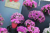 Good and Plenty® Petunia  -- A compliment of 18 varieties makes the Good & Plenty® Series from GreenFuse Botanicals a most impressive petunia offering.