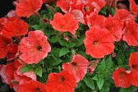 Good and Plenty® Petunia Orange -- 