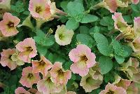 Good and Plenty® Petunia Peach -- 