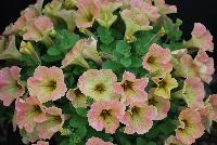 Good and Plenty® Petunia Peach -- 