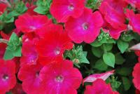 Good and Plenty® Petunia Pomegranate -- 