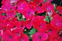 Good and Plenty® Petunia Pomegranate -- 