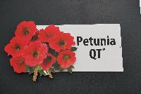 QT® Petunia  -- The QT® Petunia hybrid Series from GreenFuse are early to flower with a rounded/mounded plant habit that will hold for an extended period, even after finished.  QT® Petunias are also excellent components for mixed annual containers and baskets.  Grow in 4-10 inch pots with 1 or 3-4 ppp for 4 – 10 weeks.  Temperatures of 60-70F day and 50-60F night.  A well-drained soil with pH of 5.5-6.2 required.  Let soil dry between thorough watering. Don't over water.  Constant feed with balanced 200-250 ppm N with extra Fe and/or Mn as needed.  B-9 is effective to control stretch during cloudy weather and for toning for improved shelf life.