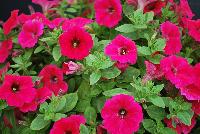 QT® Petunia Cherry -- 