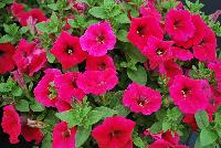 QT® Petunia Cherry -- 