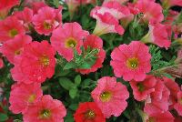 QT® Petunia Orange Hi Lite -- 