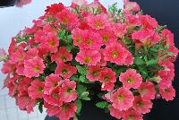 QT® Petunia Orange Hi Lite -- 