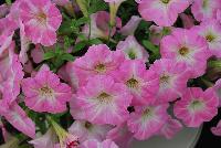 QT® Petunia Experimental -- An experimental variety from GreenFuse Botanicals Spring Trials, 2016.