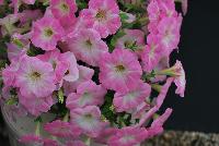 QT® Petunia Experimental -- An experimental variety from GreenFuse Botanicals Spring Trials, 2016.