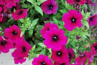 QT® Petunia Experimental -- An experimental variety from GreenFuse Botanicals Spring Trials, 2016.