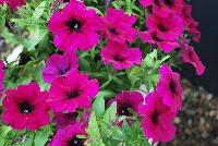 QT® Petunia Experimental -- An experimental variety from GreenFuse Botanicals Spring Trials, 2016.