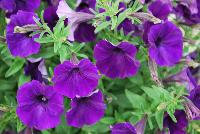 QT® Petunia Experimental -- An experimental variety from GreenFuse Botanicals Spring Trials, 2016.