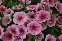 QT® Petunia Pink Ice -- 