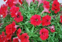 QT® Petunia Red -- New in 2016.