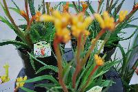 JoeJoe Anigozanthos Orange -- 