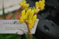 JoeJoe Anigozanthos Yellow -- 