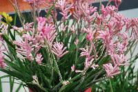 Kanga Anigozanthos Pink -- 