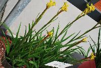 Kanga Anigozanthos Yellow -- 