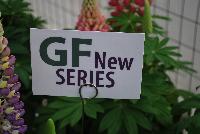 Staircase® Lupine  -- A New series from GreenFuse Botanicals Spring Trials, 2016.
