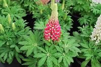 Staircase® Lupine Red -- A New series from GreenFuse Botanicals Spring Trials, 2016.