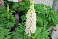Staircase® Lupine White -- A New series from GreenFuse Botanicals Spring Trials, 2016.