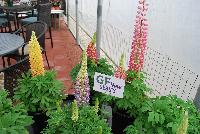 Staircase® Lupine Mix -- A New series from GreenFuse Botanicals Spring Trials, 2016.