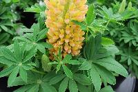 Staircase® Lupine Yellow -- A New series from GreenFuse Botanicals Spring Trials, 2016.