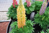 Staircase® Lupine Yellow -- A New series from GreenFuse Botanicals Spring Trials, 2016.