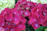 Helium Hydrangea Red -- 