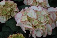 Helium Hydrangea White Red Edge -- 